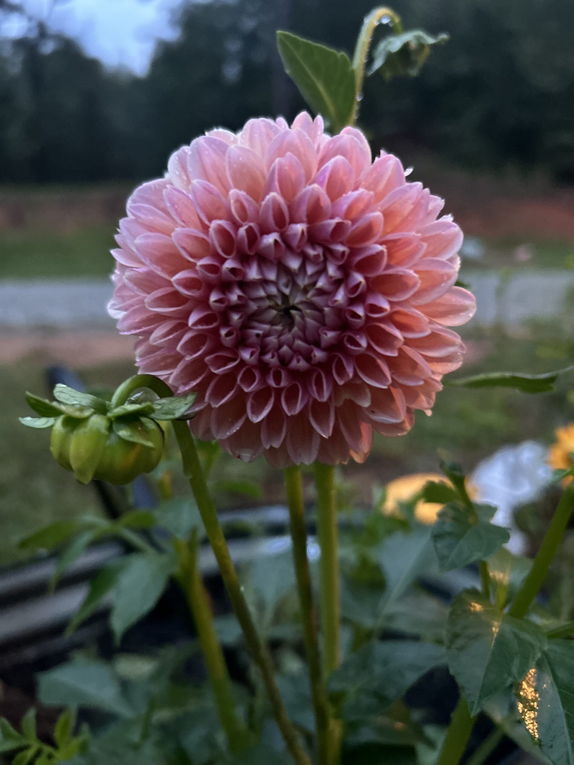 Eden Brothers dahlia