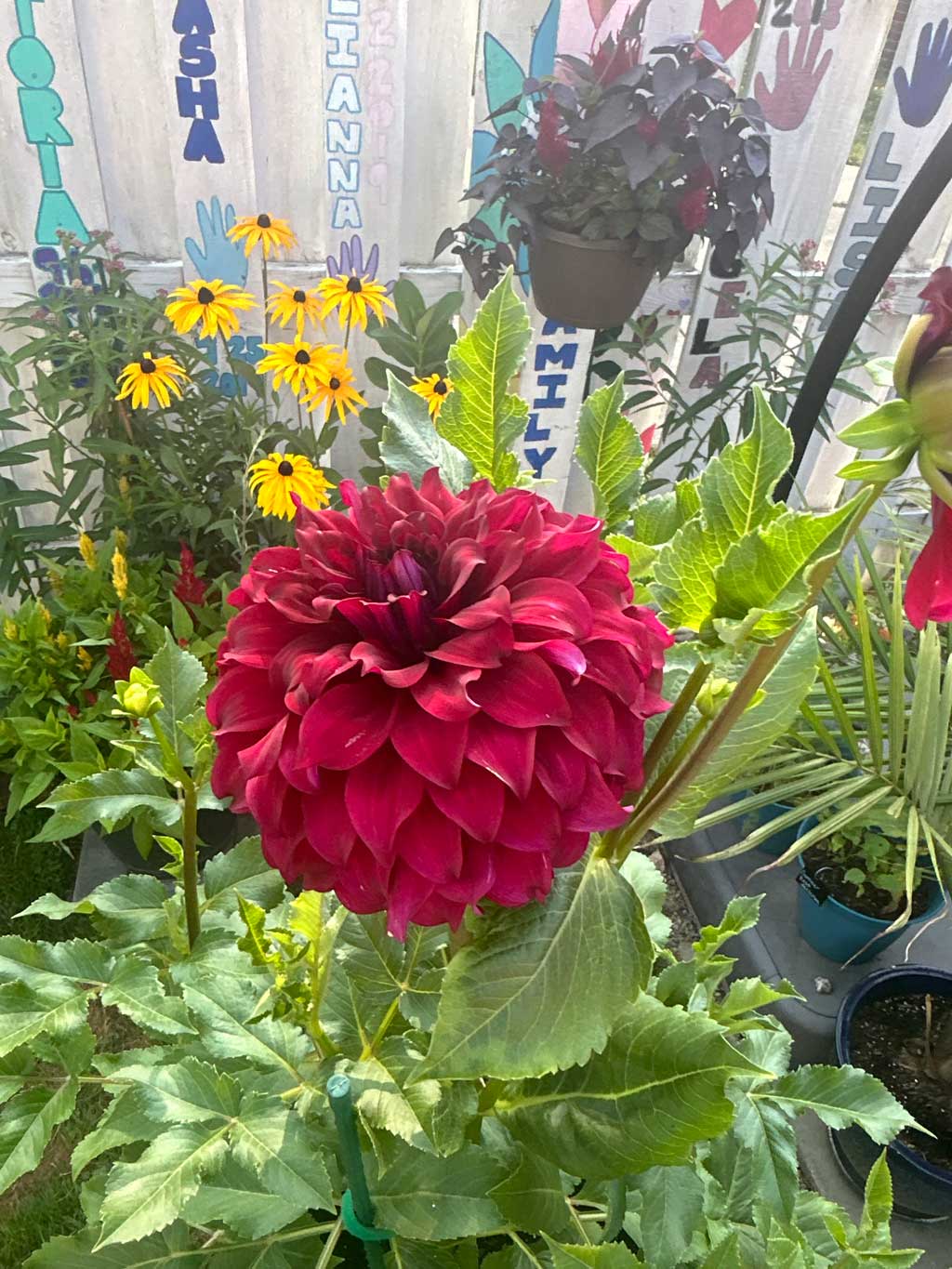 Dahlias