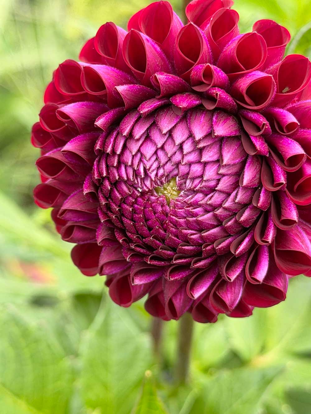 Dahlias