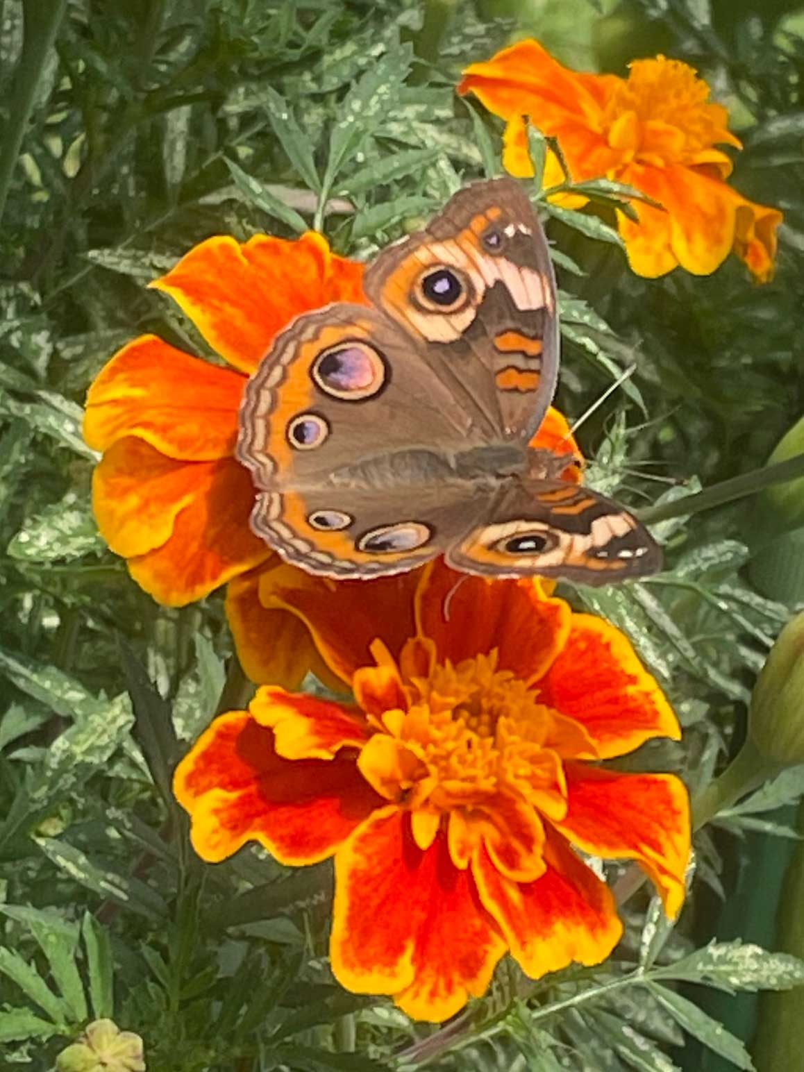 French Marigolds