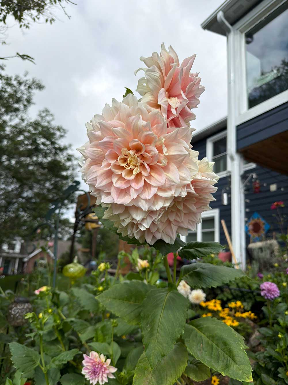 Magnificent Dahlia