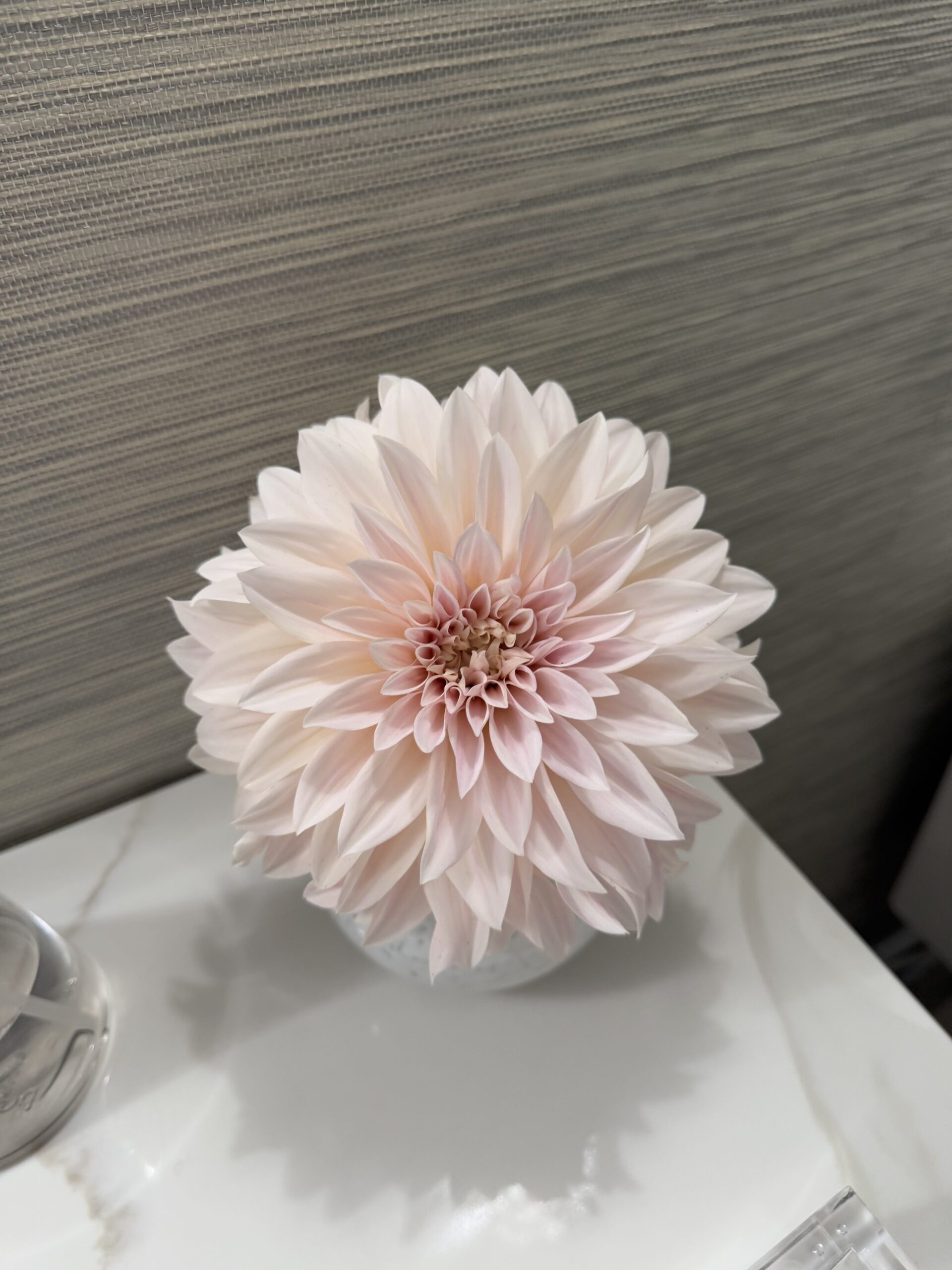 example of my dahlias
