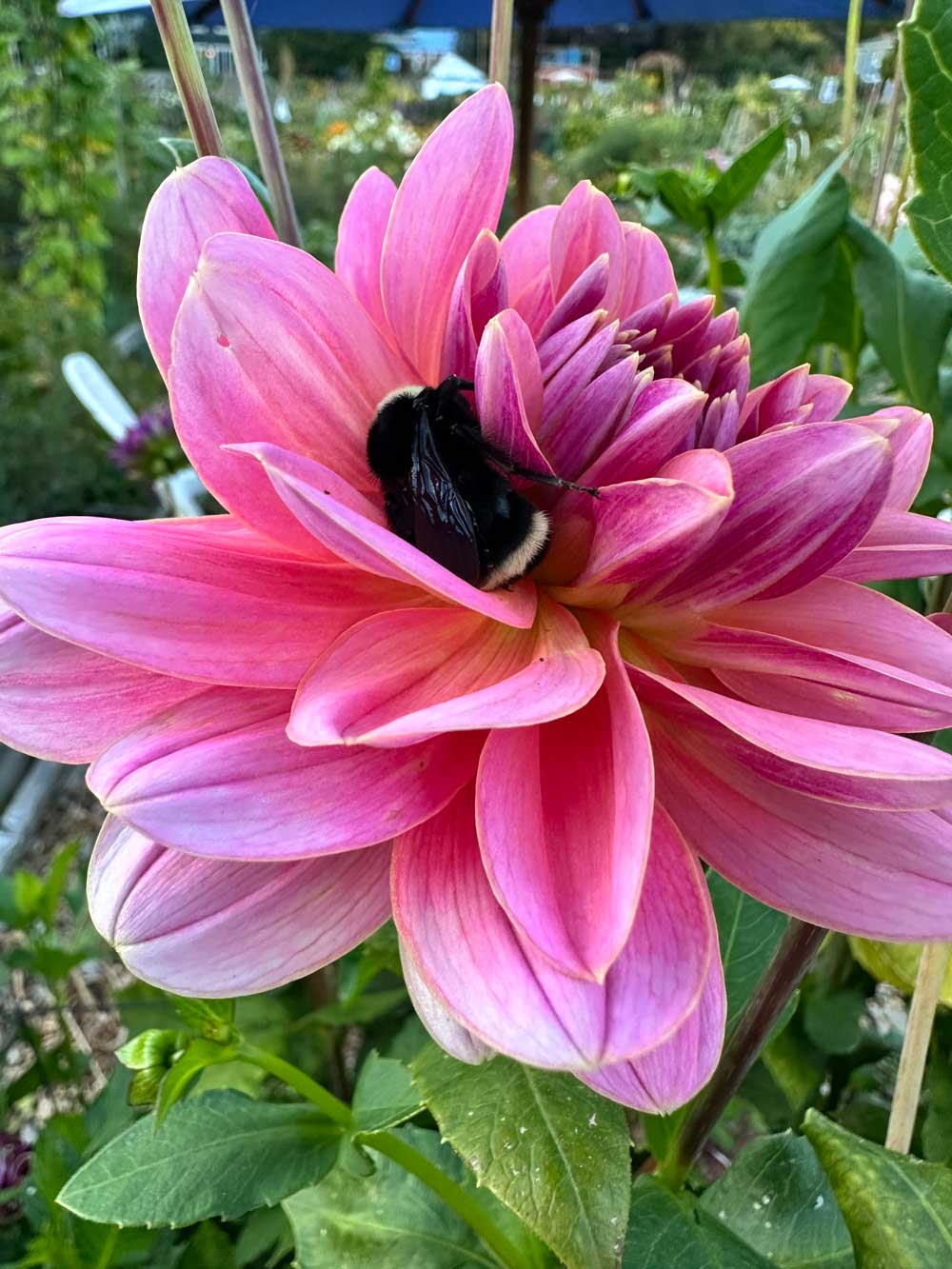 Air Bee N Bee