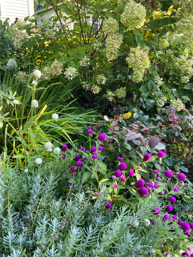 My front walk!