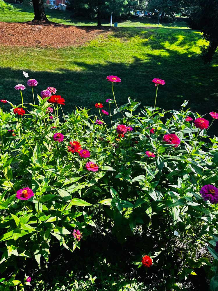 Maryland Colors