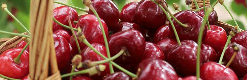 cherry trees