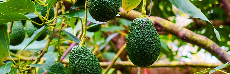 Avocado Trees