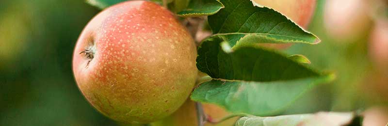 apple trees