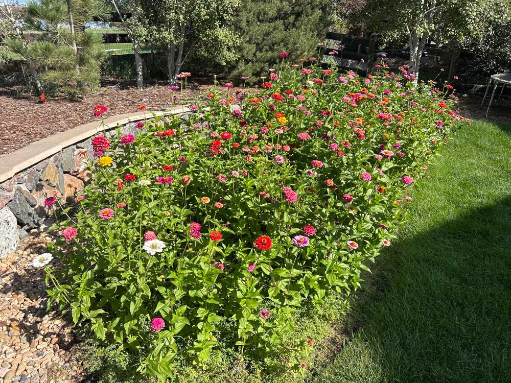 Zinnias!