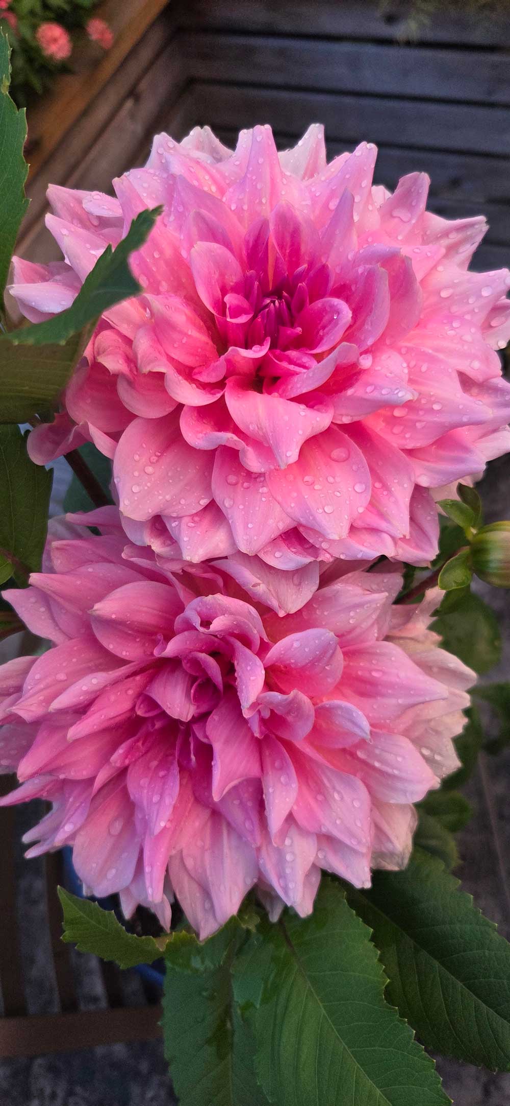 Otto’s Thrill Dahlia