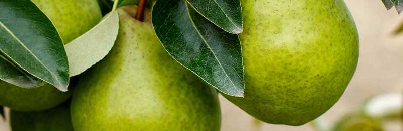 pear trees