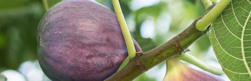 Fig Trees
