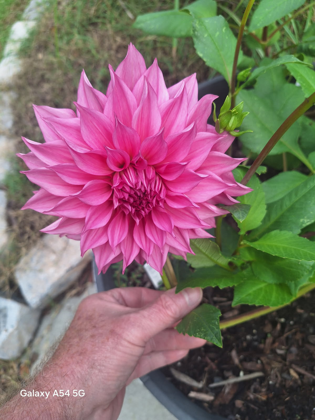 My first Dahlias