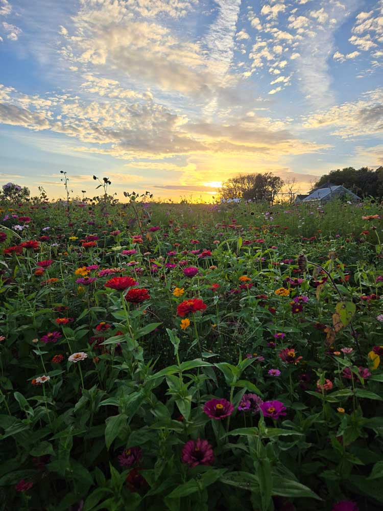 Flower Field