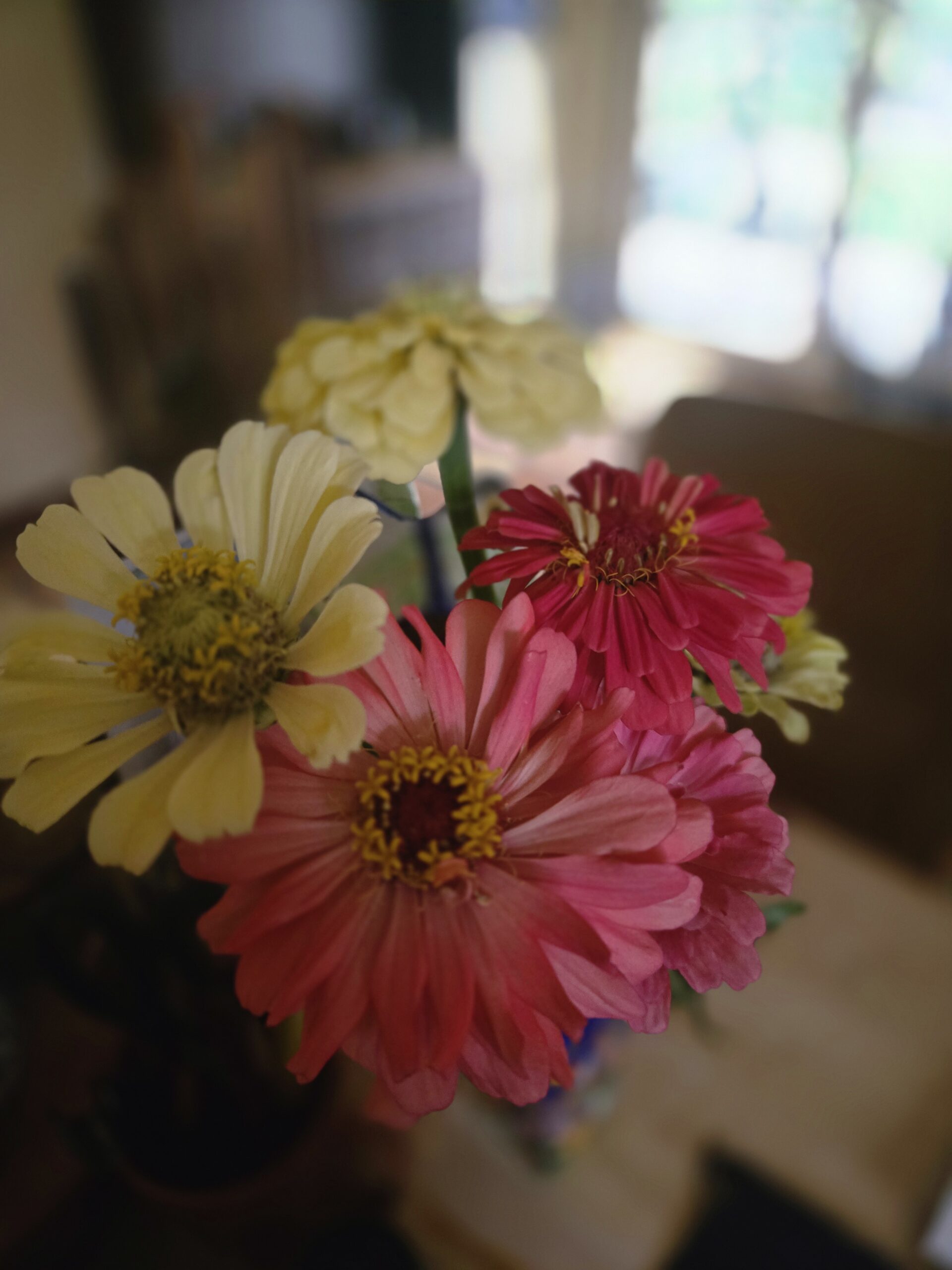 Zinnias! And more zinnias!