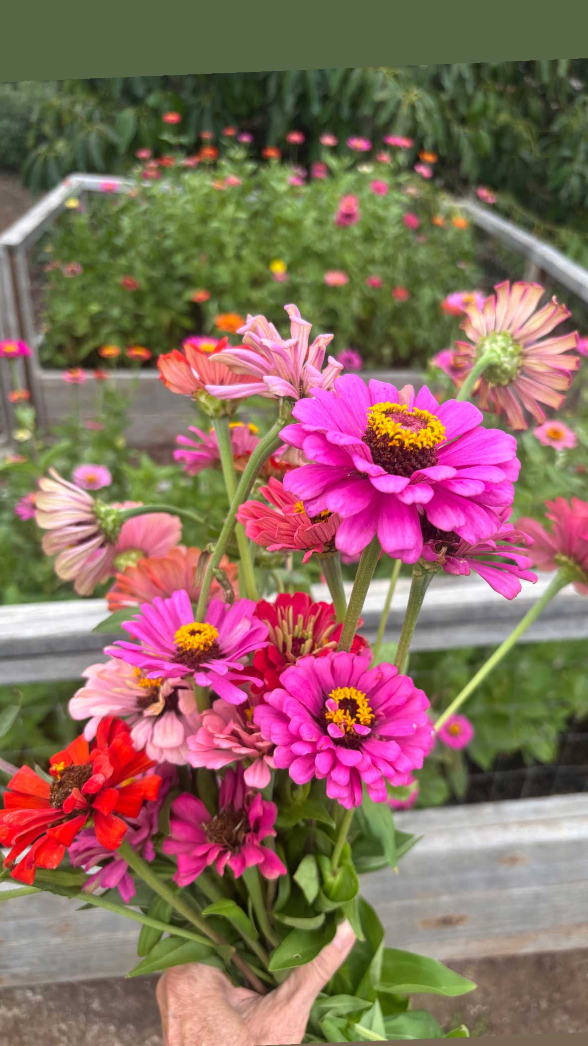 Zinnias galore!