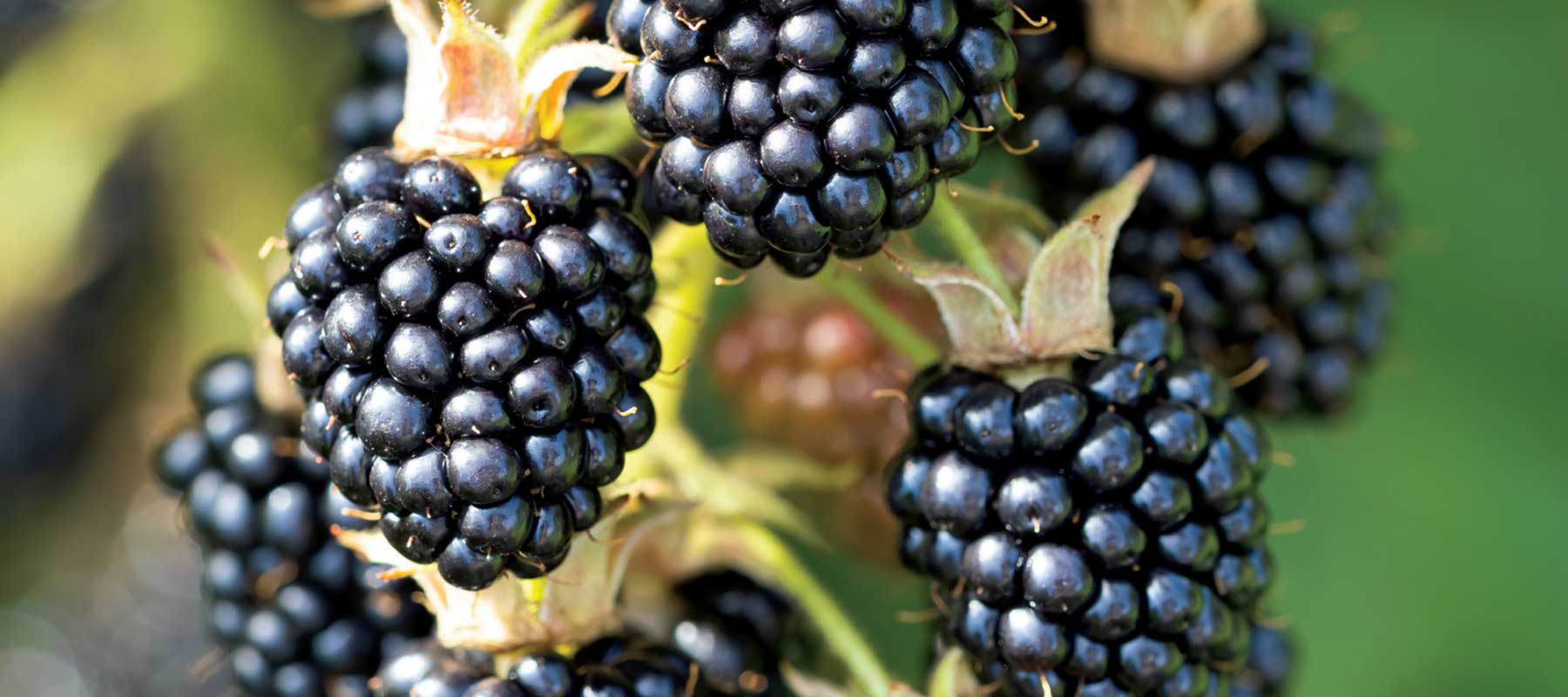 Blackberry Roots