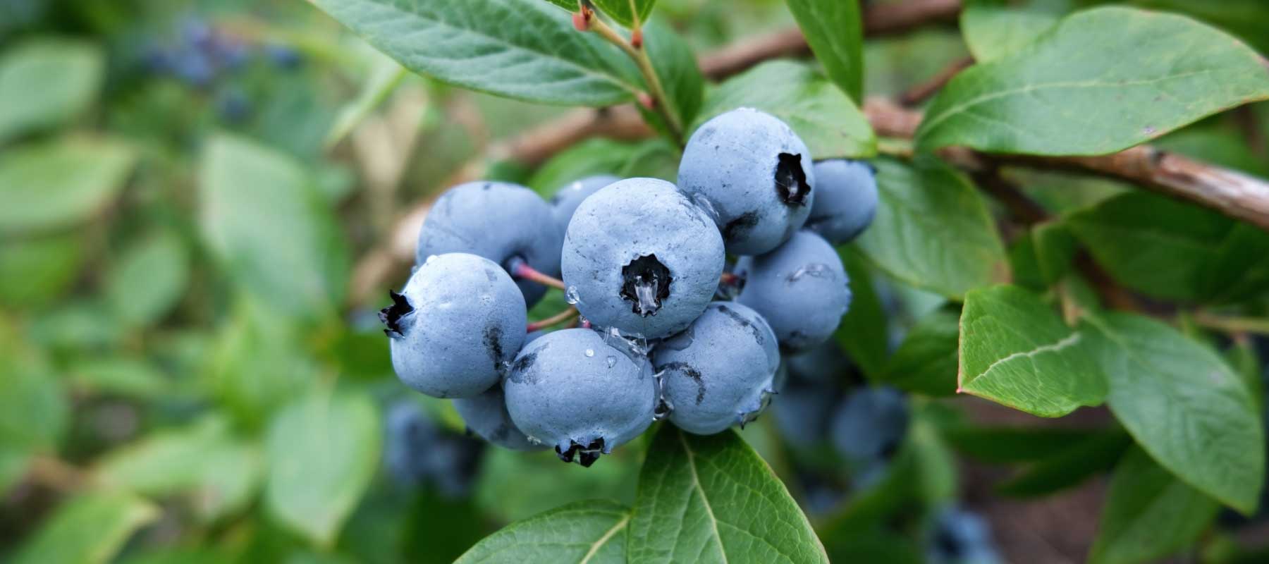Blueberry Roots