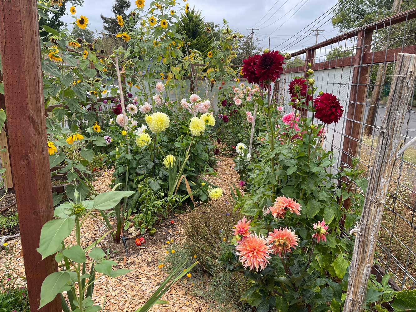 Dahlias from Eden brothers…