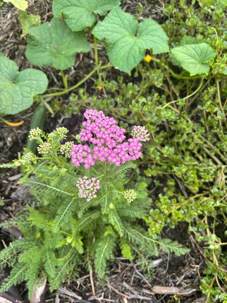 And you said Yarrow couldn’t be grown in the tropics‼️