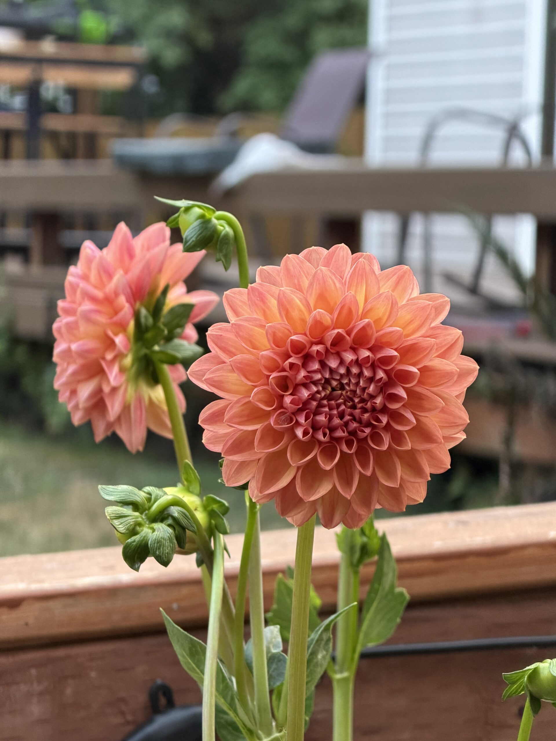 My dahlias!