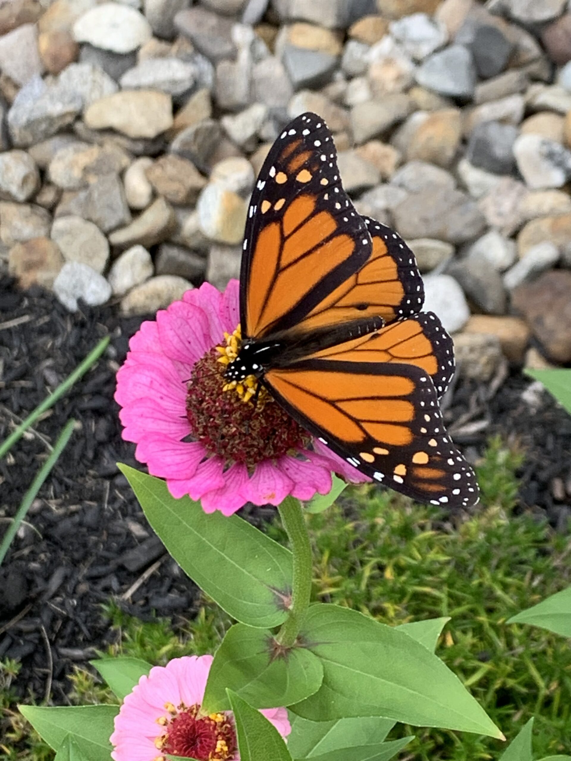 My best reason to garden