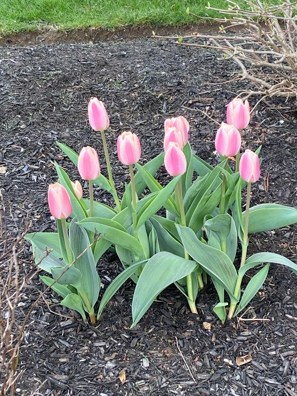 Apricot Delight Tulips