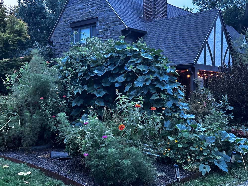 My garden including my butternut squash