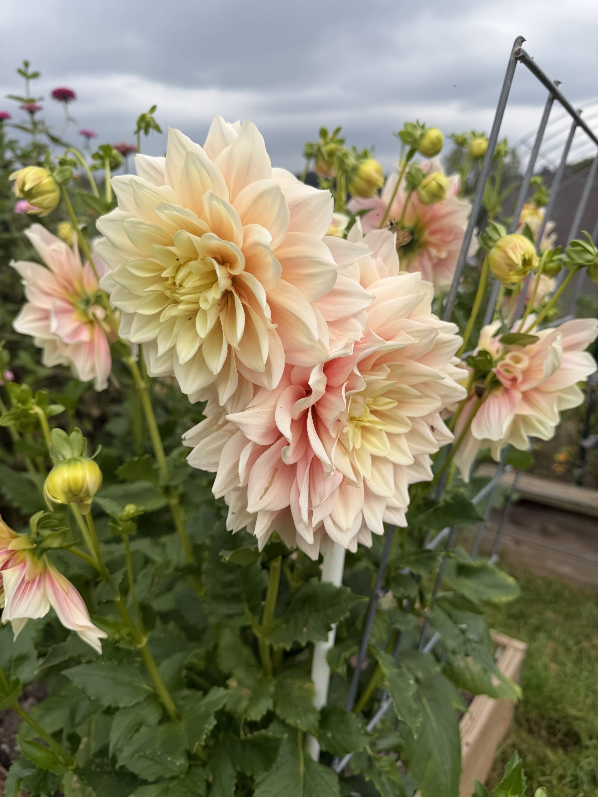 My first ever dahlias
