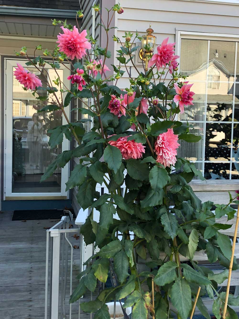 Dinner plate dahlias