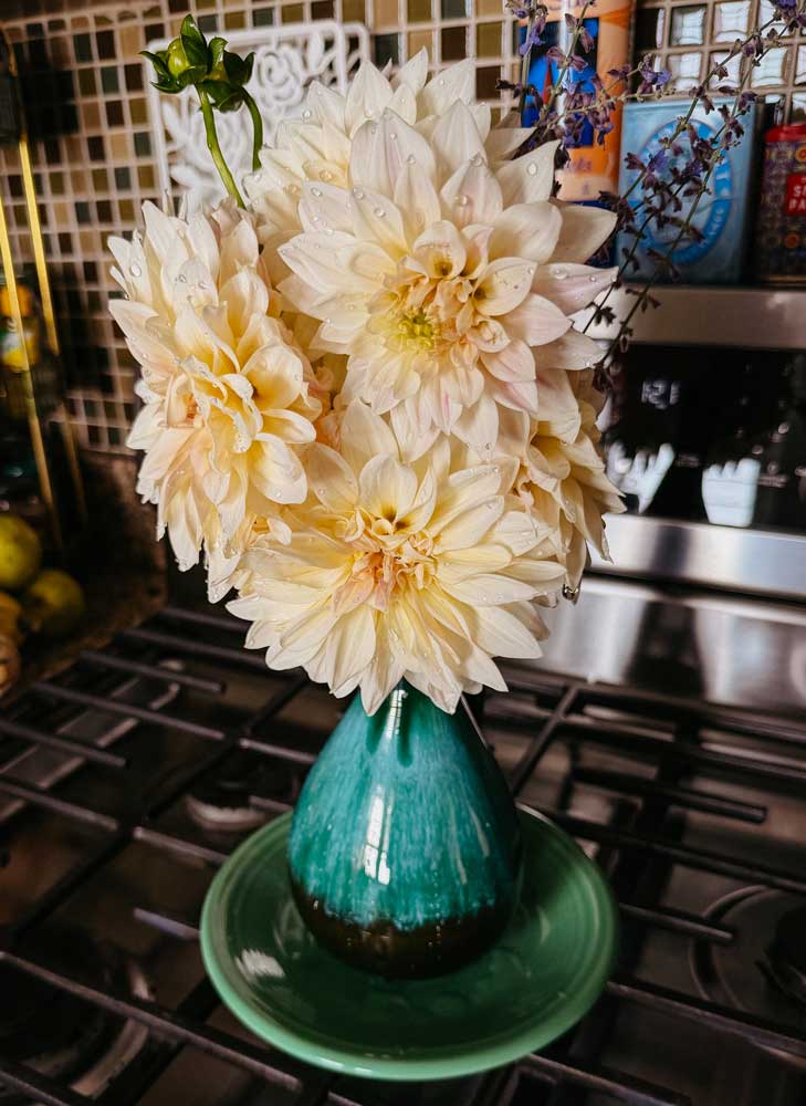 My beautiful dahlias