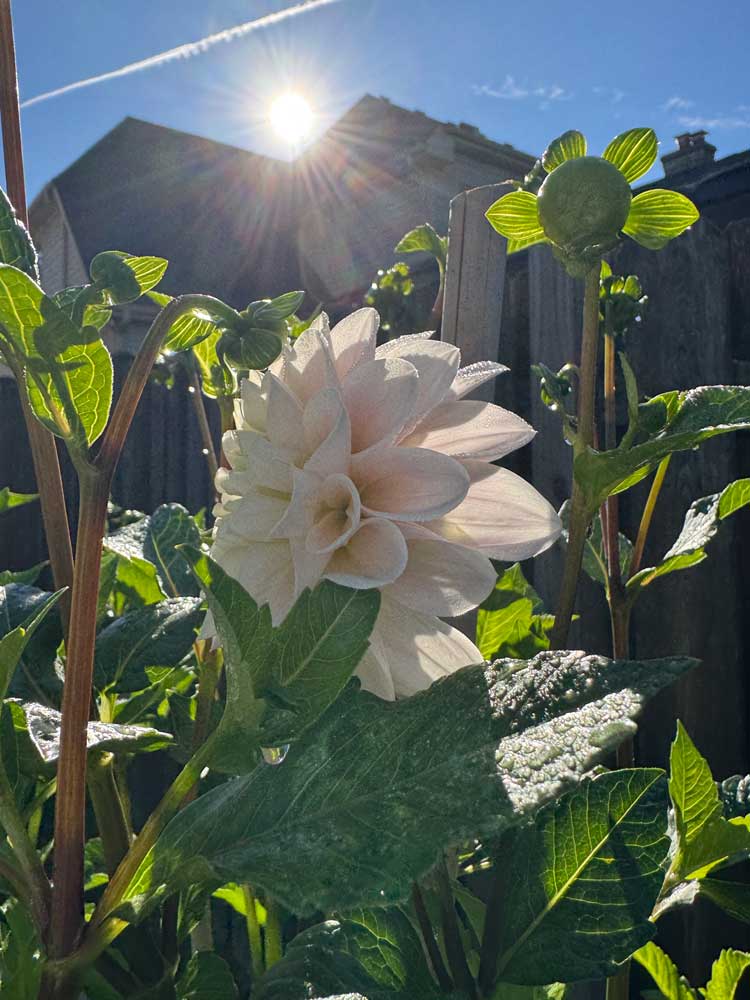 morning dew