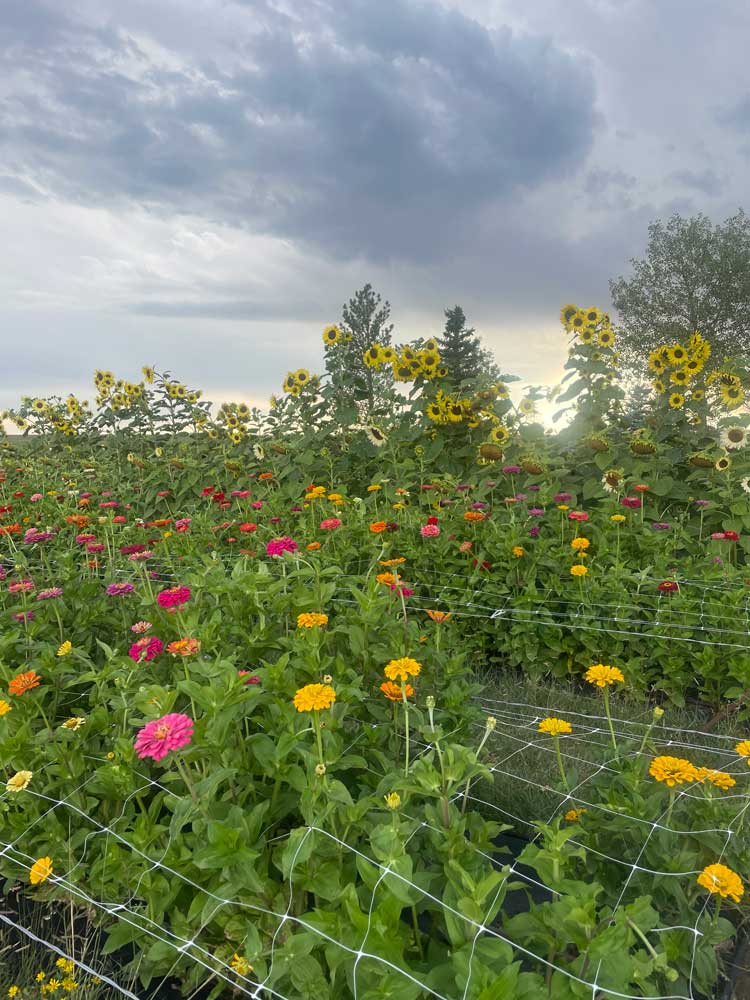 My field of zinnias, sunflowers, & misc. filler flowers!