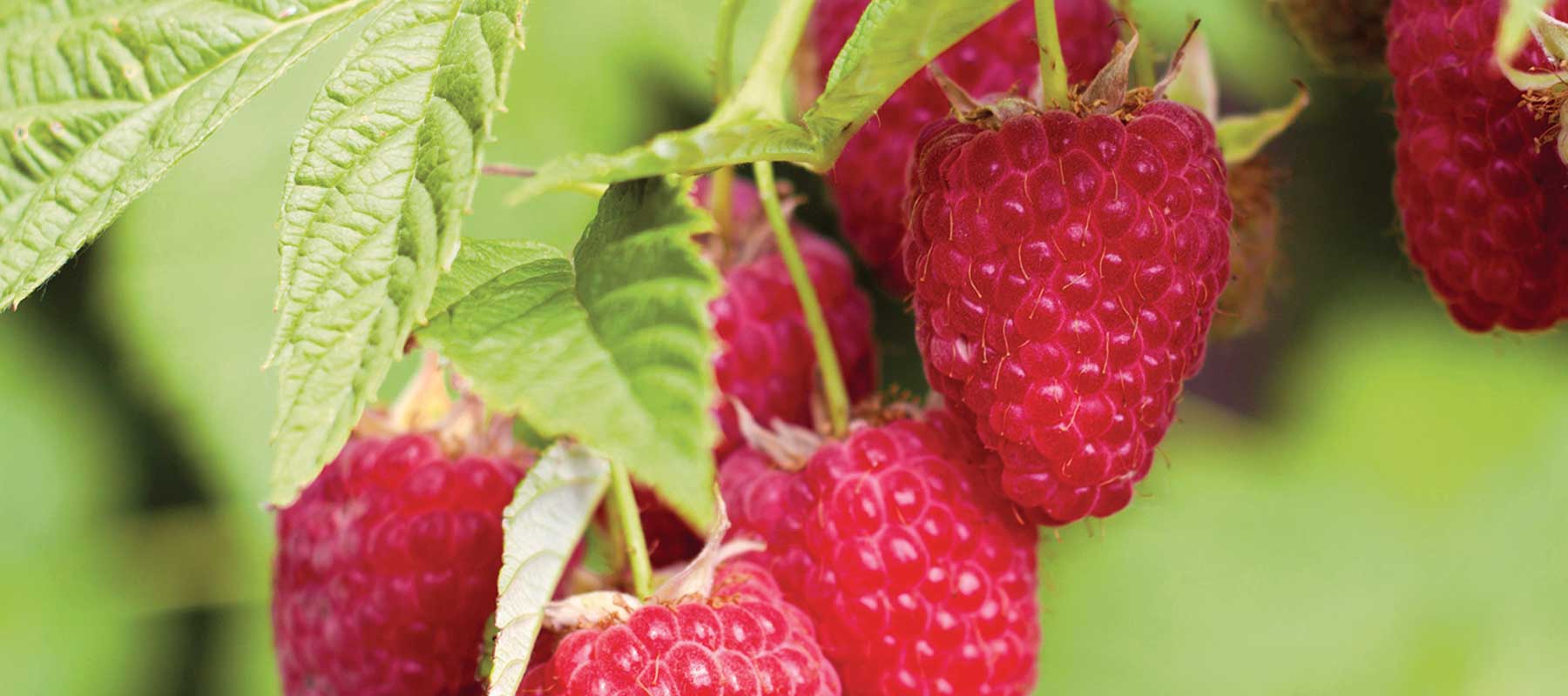 Raspberry Roots