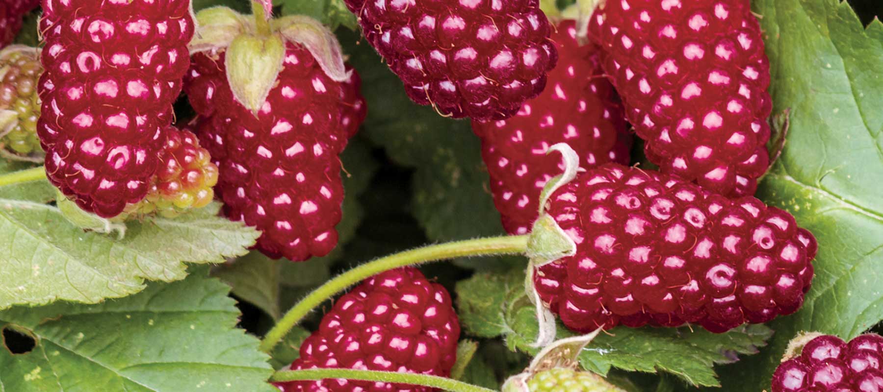 Loganberry Roots