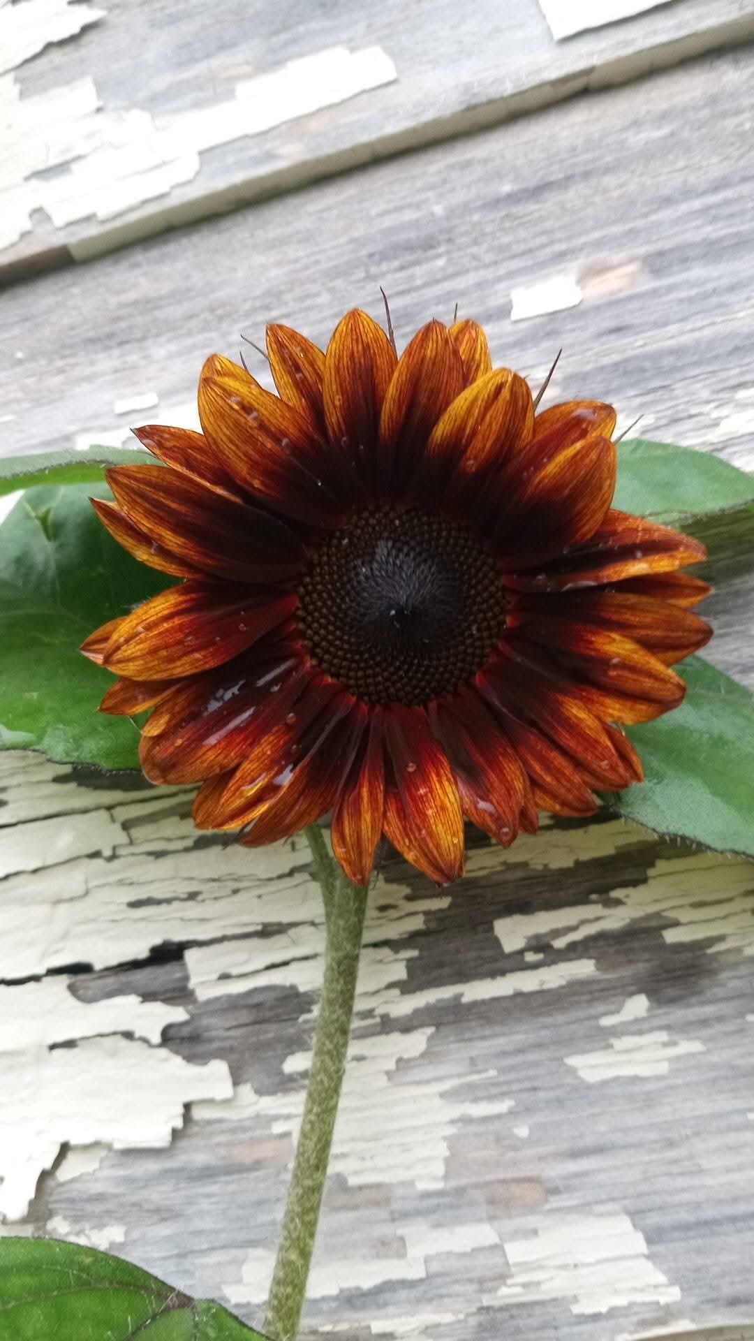 My Vibrant Beauty