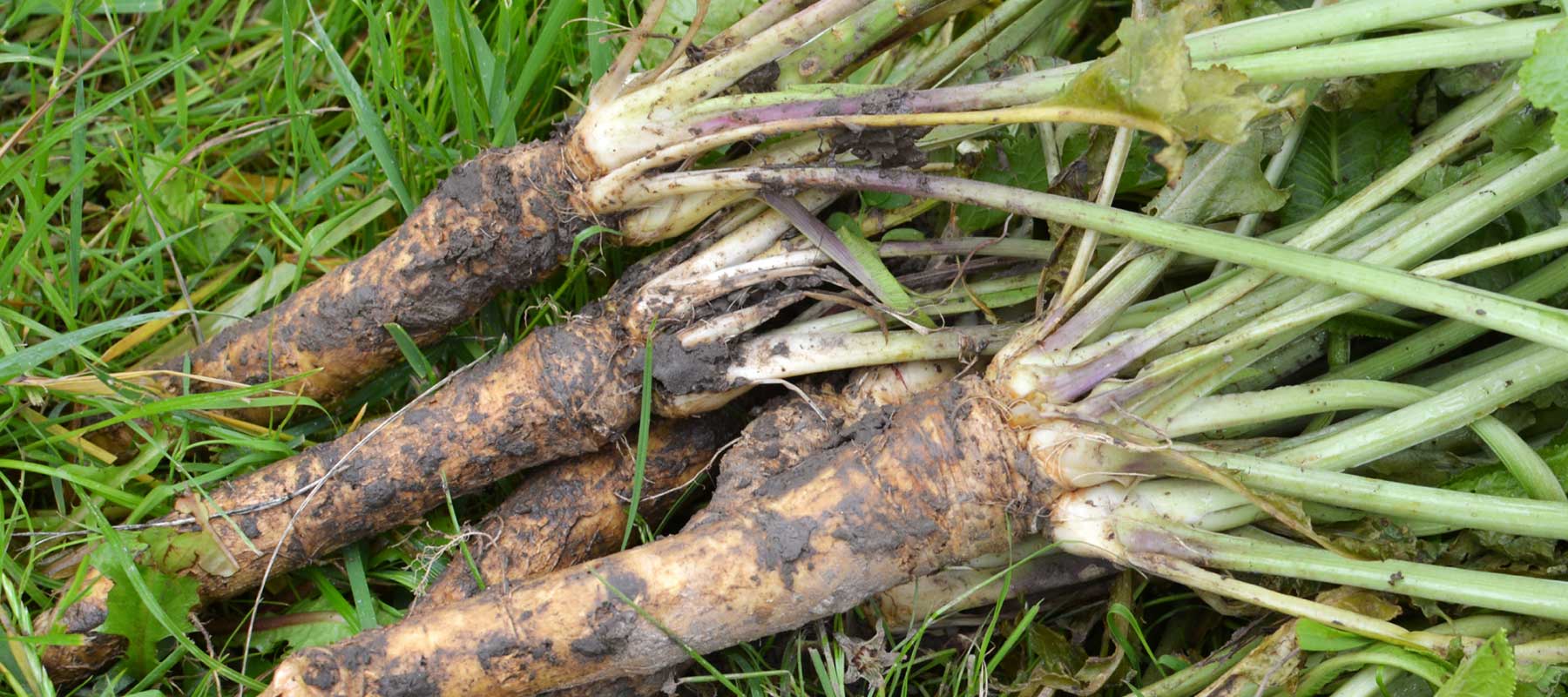 Horseradish